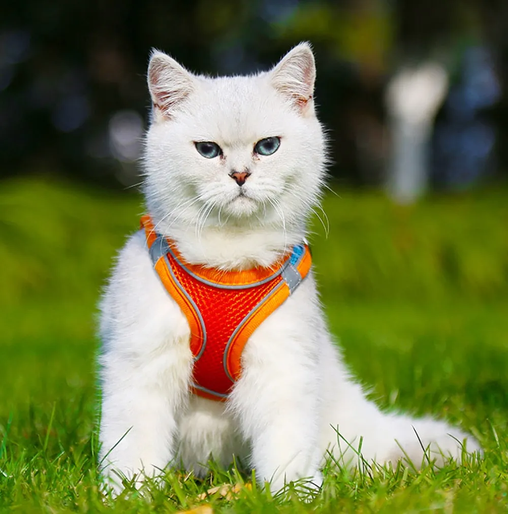 Easy Comfort Harness (No-Pull)