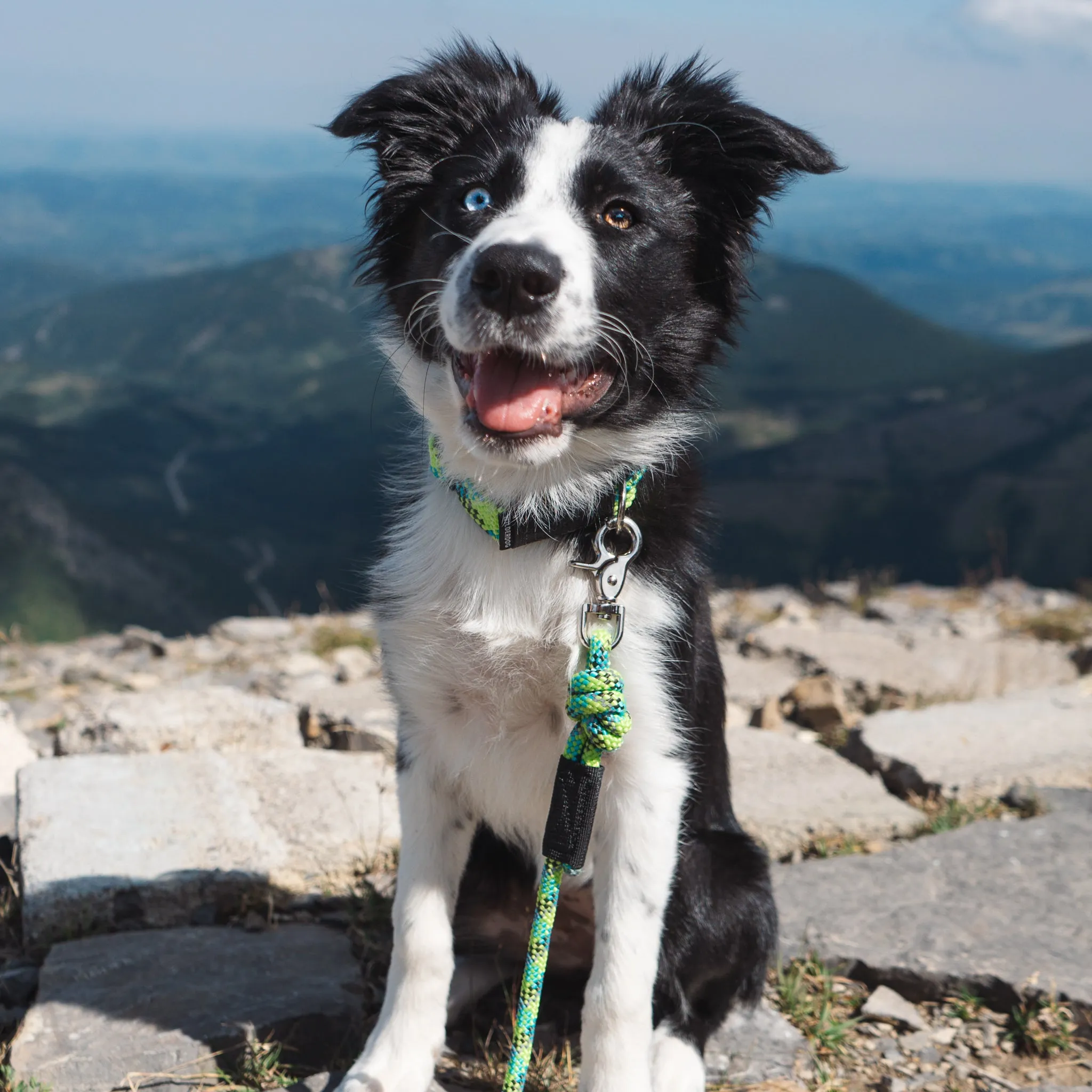 Lime Reflective Quick Clip Leash