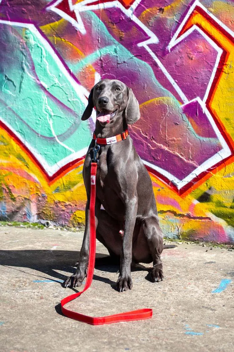 Long Paws Urban Trek Reflective Dog Lead