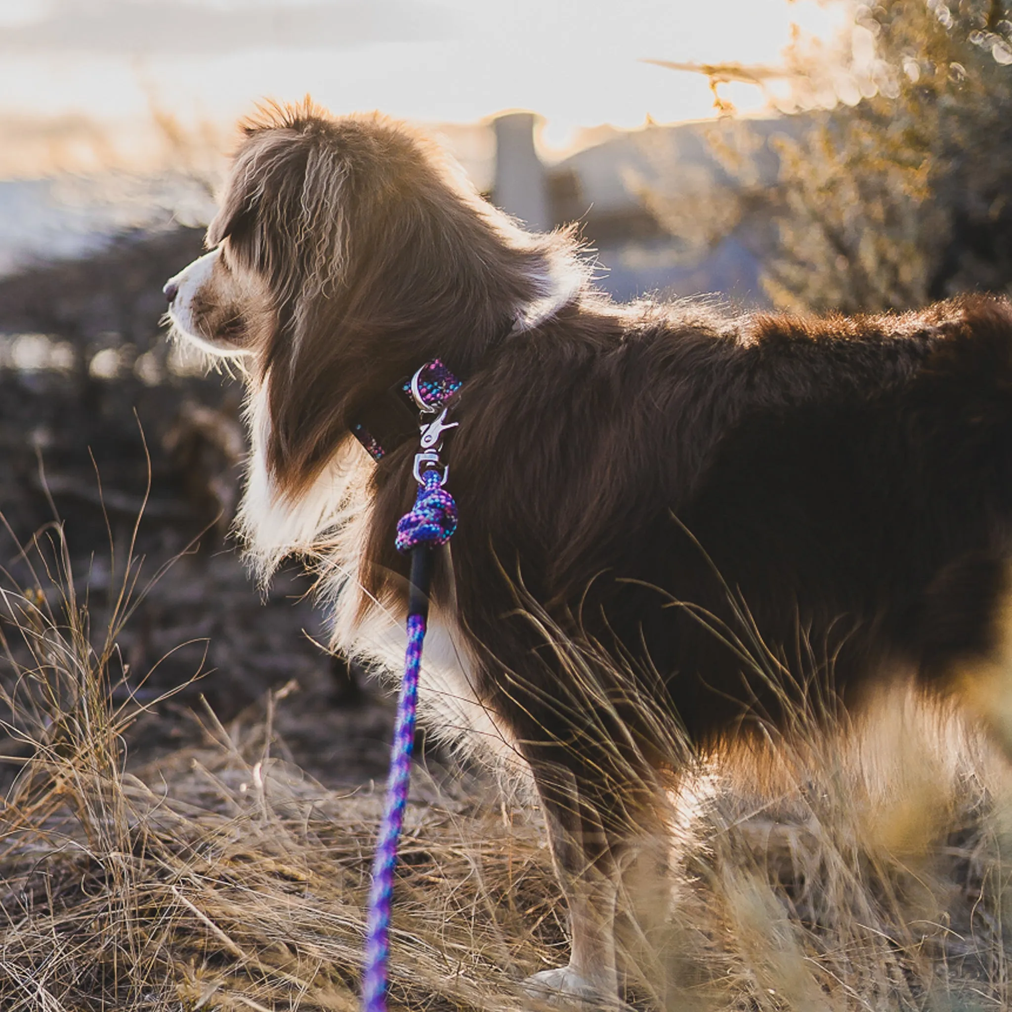 Razzleberry Reflective Quick Clip Leash